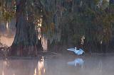 Egret At Lake Martin_26678